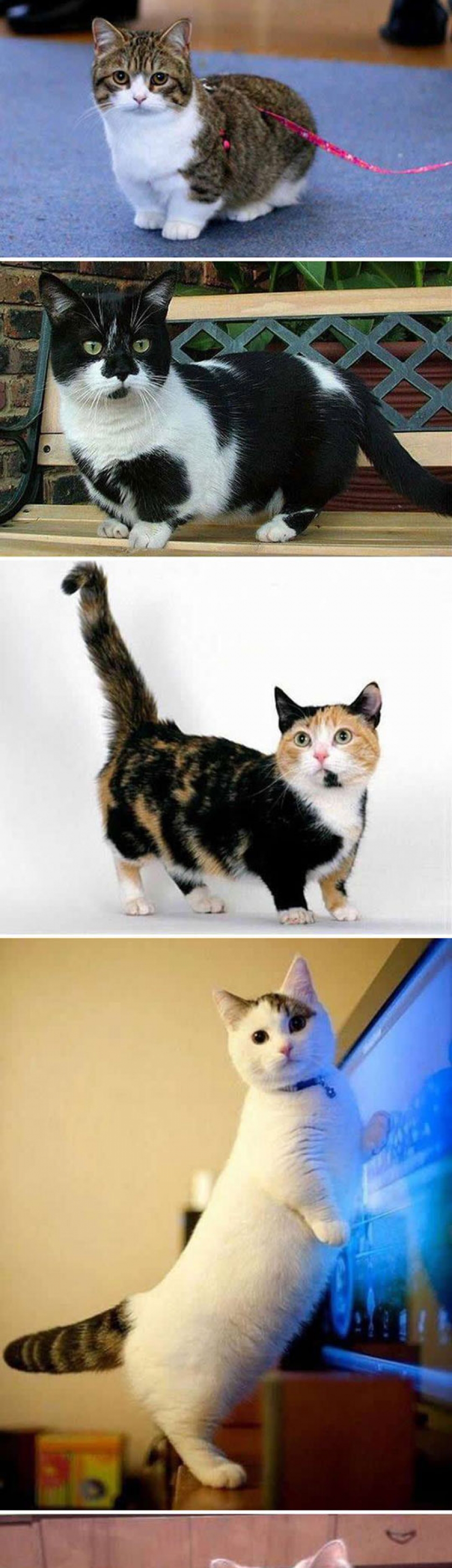 Munchkins Are The Corgis Of Cats