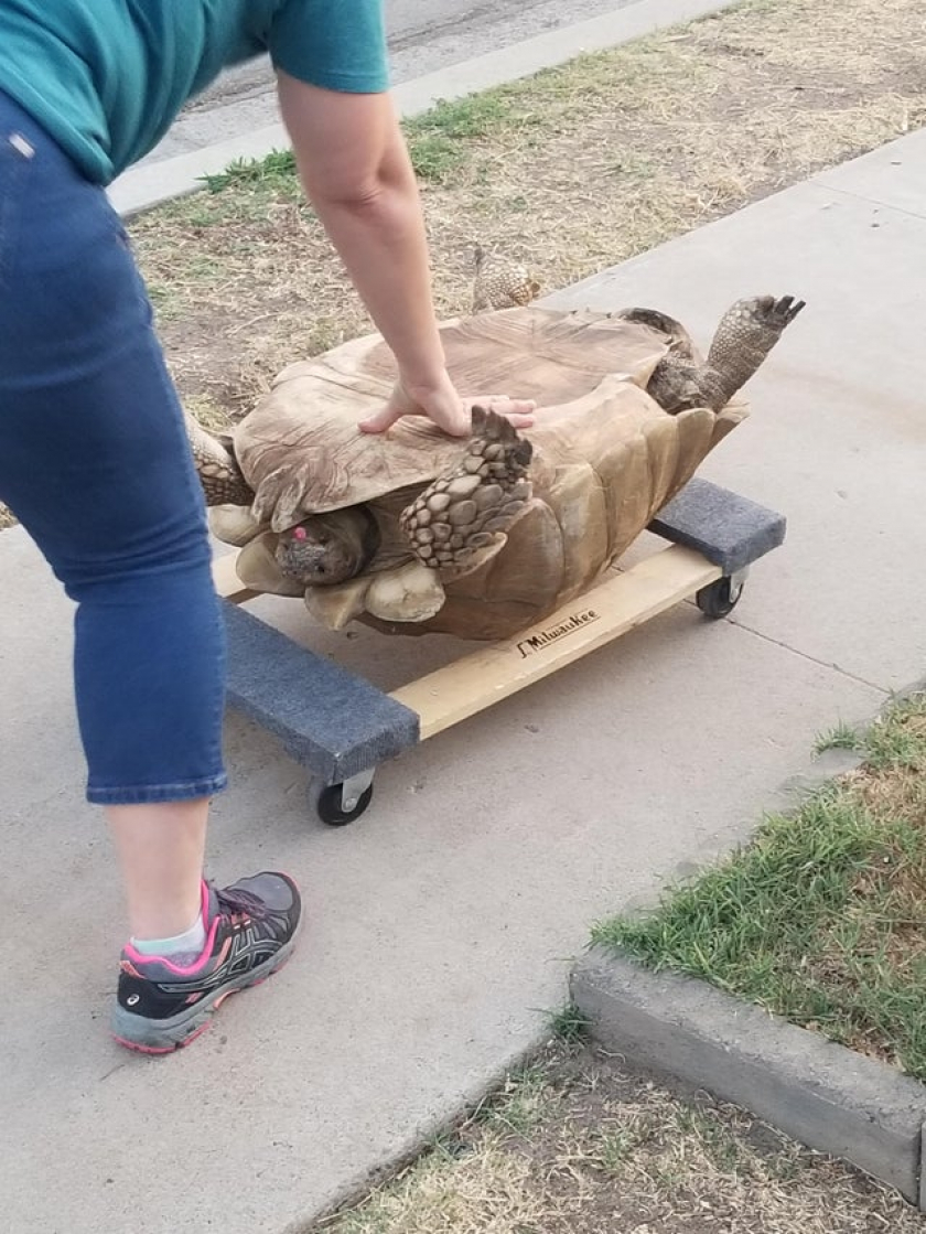 Neighbor's tortoise escaped and walked almost a street away. At around 250 pounds, this was their solution to get her home!