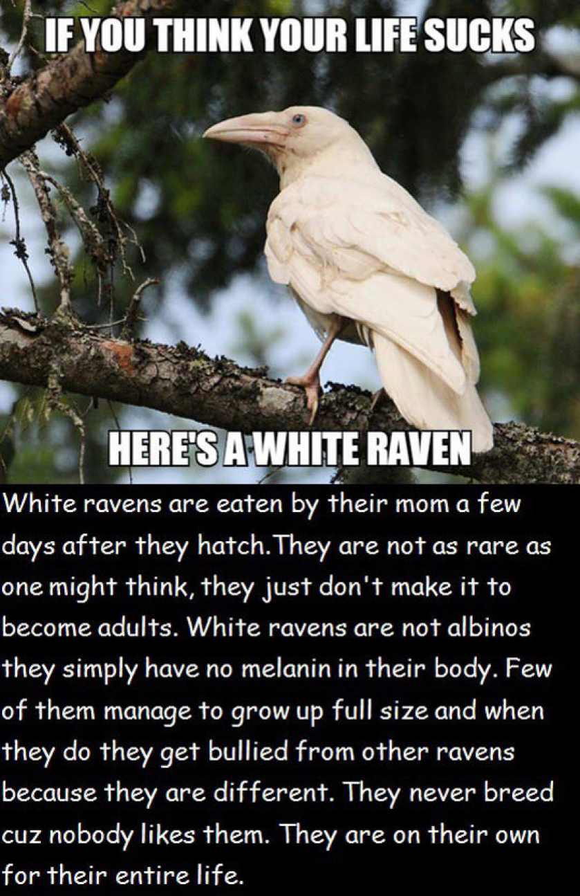 The Life Of A White Raven Is Not So Good
