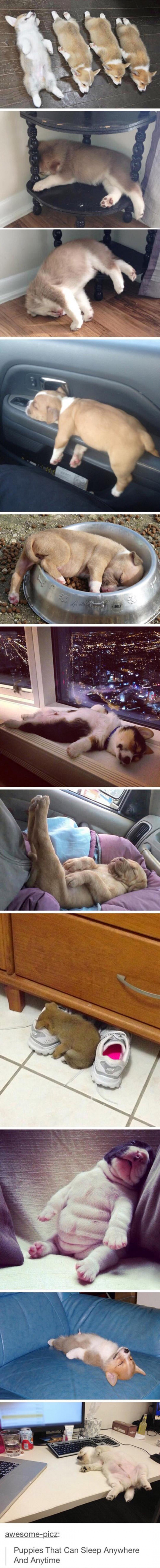 They Can Sleep Anywhere