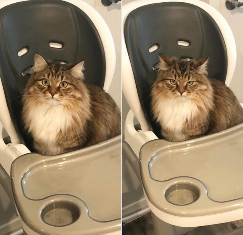 My cat’s face before and after my wife told her that the high chair is not for her