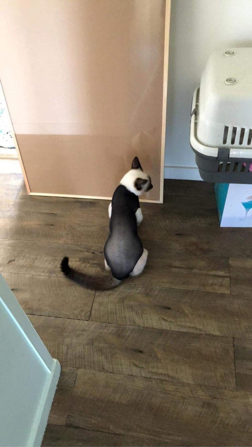Mum’s cat is wearing a bodysuit to stop her licking her stitches