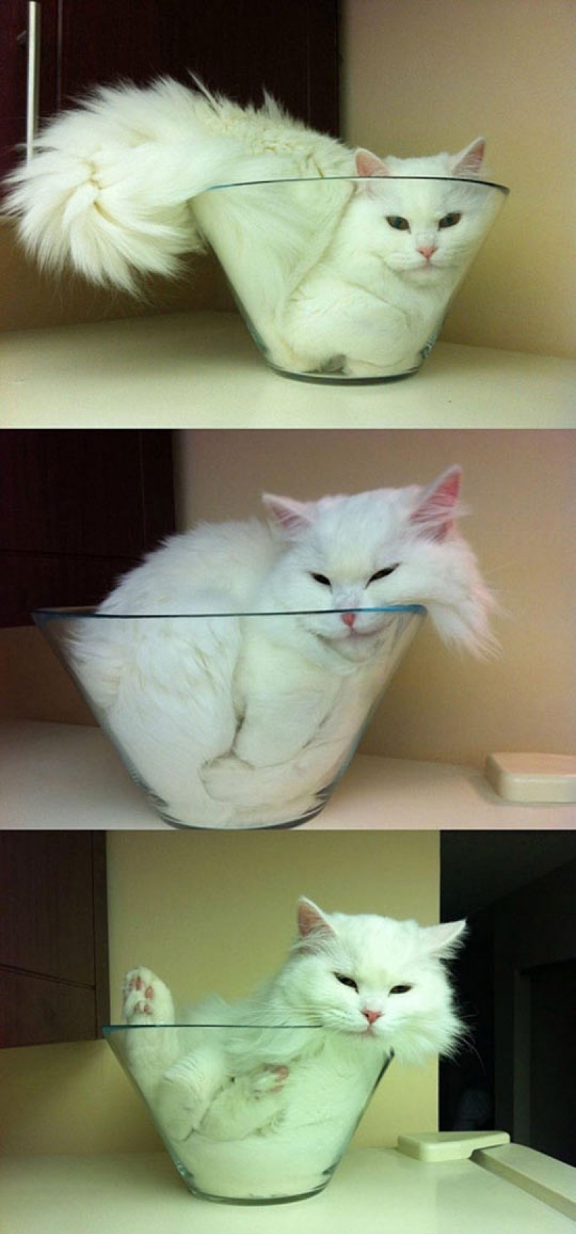 Proof That Cats Are Actually Liquids