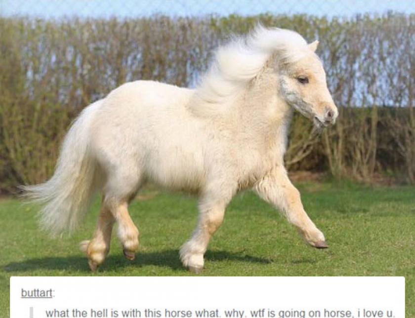 Magnificent Beast