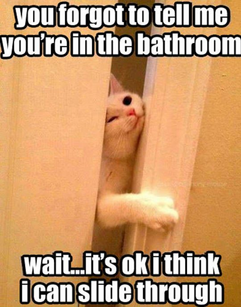 Stalker Kitty