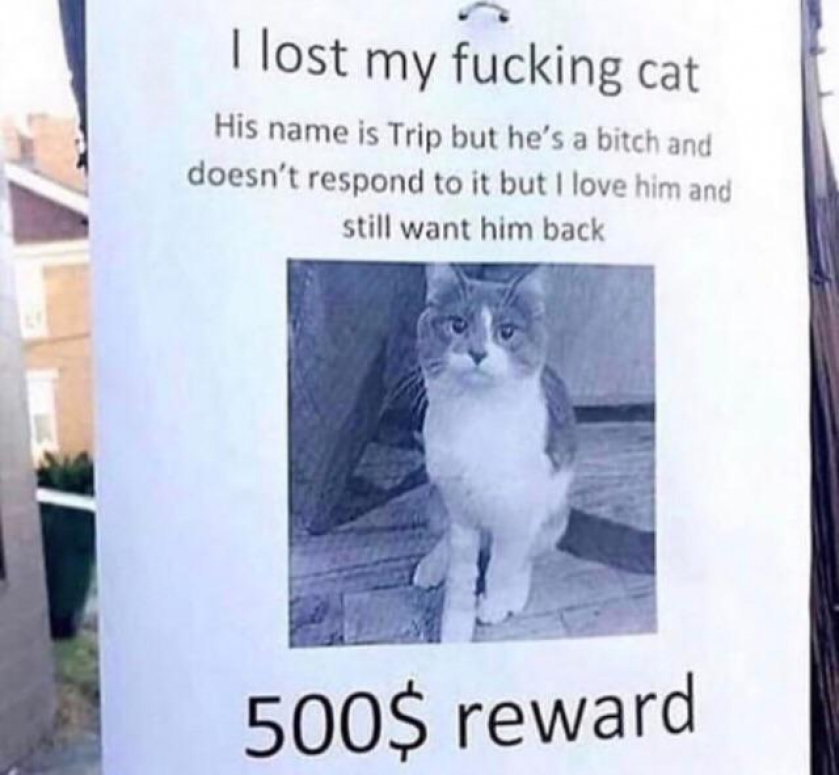Lost cat