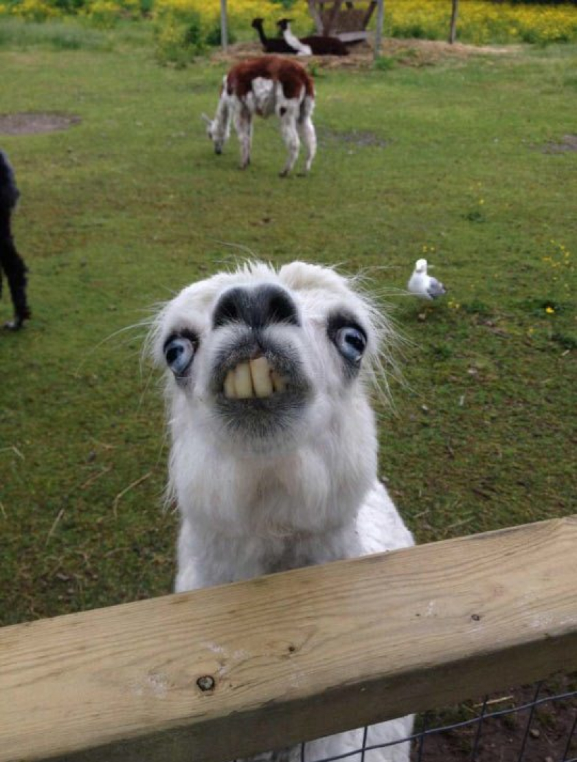 This Llama At The Petting Zoo
