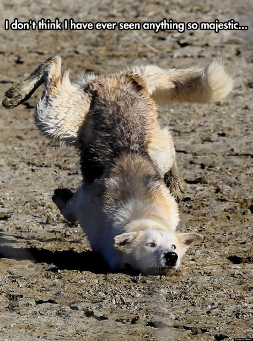 Elegant Landing