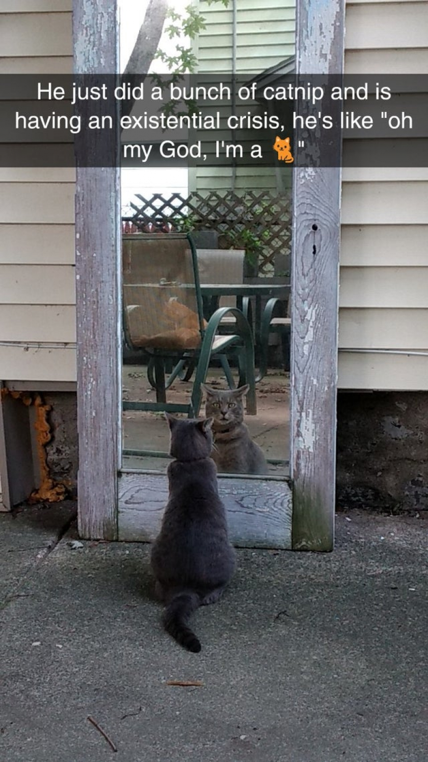 He did a bunch of catnip, saw himself in the mirror and had a self-realization that he indeed, is a cat.