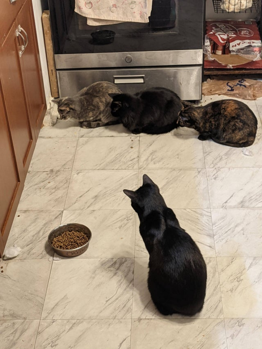 I'm beginning to think we might have a mouse.