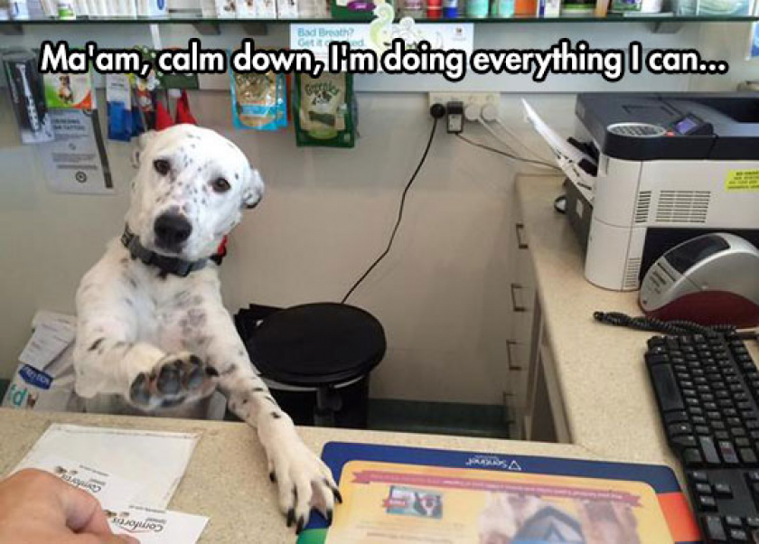 I Only Have Four Legs, Lady