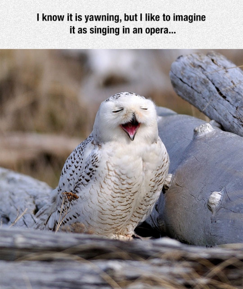 Tenor Owl