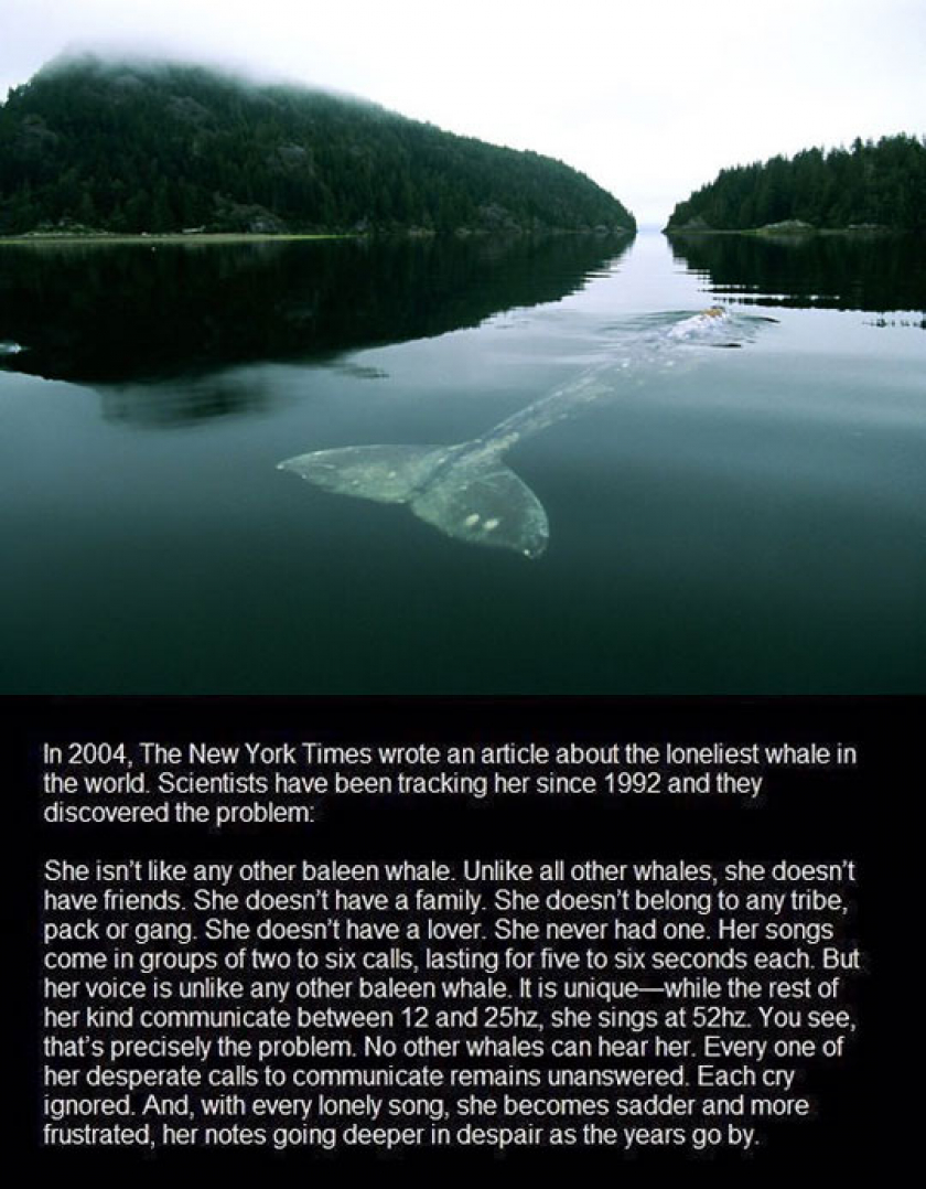 The Loneliest Whale