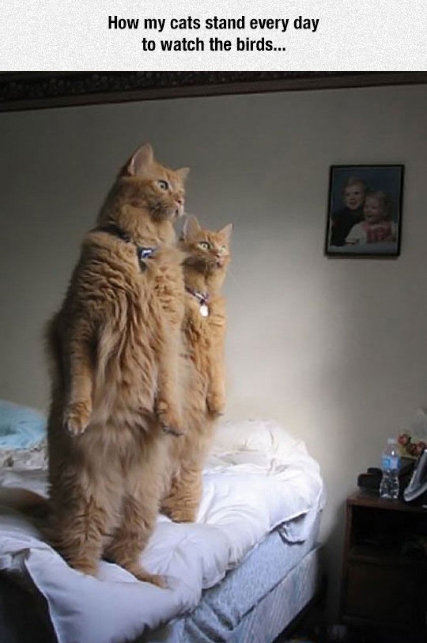 Curiosity Made The Cat Act Weird