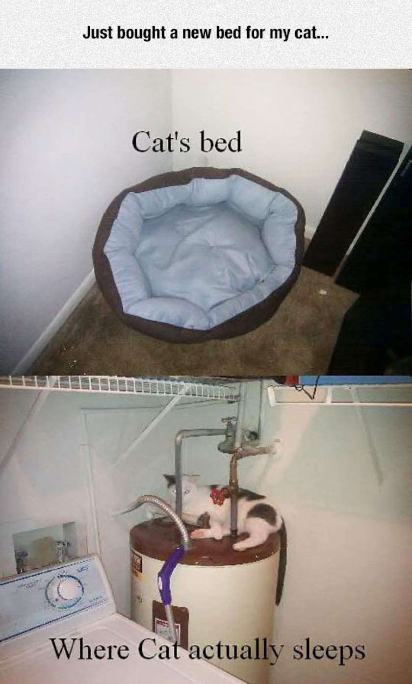 Typical Feline Logic