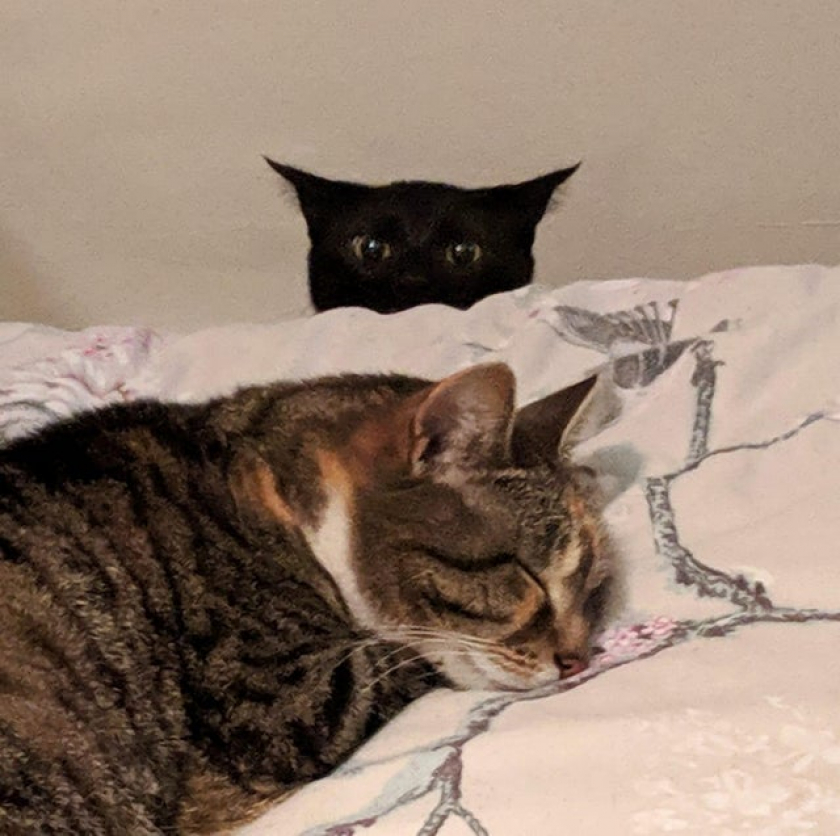 Moments before the boop...
