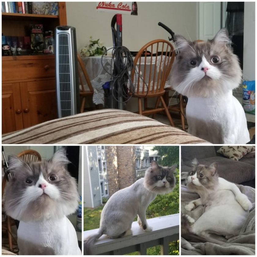 Had to have the vet shave my cat to treat a skin issue, and he looked so fake no one believed these photos were real.