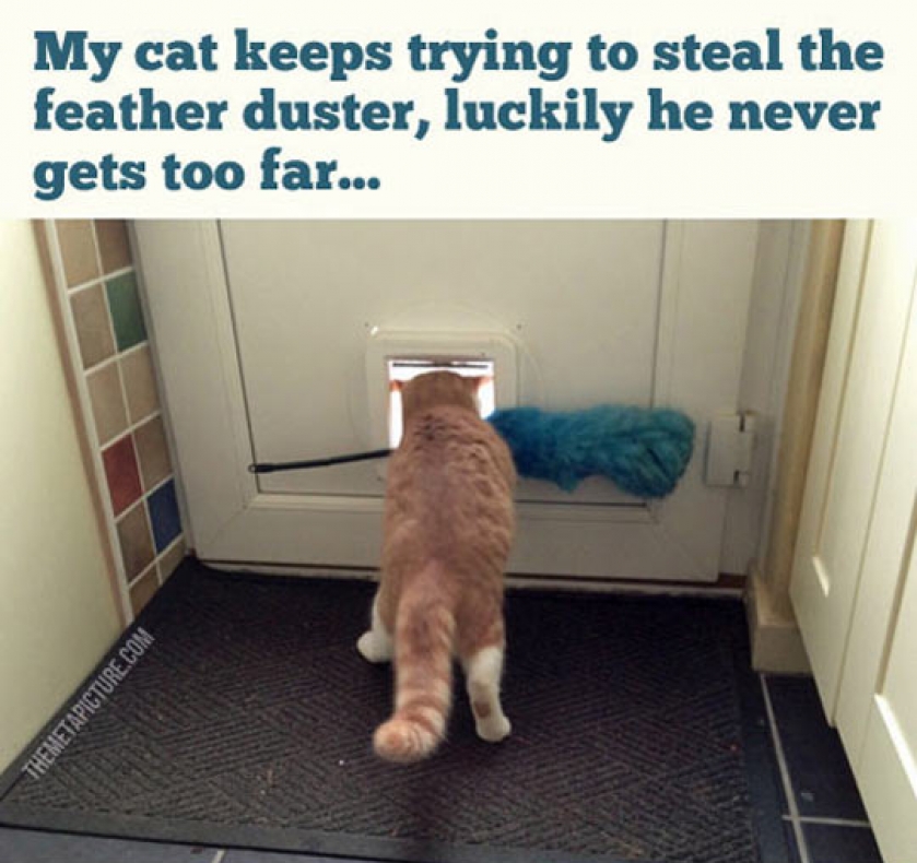 The Feather Duster Thief
