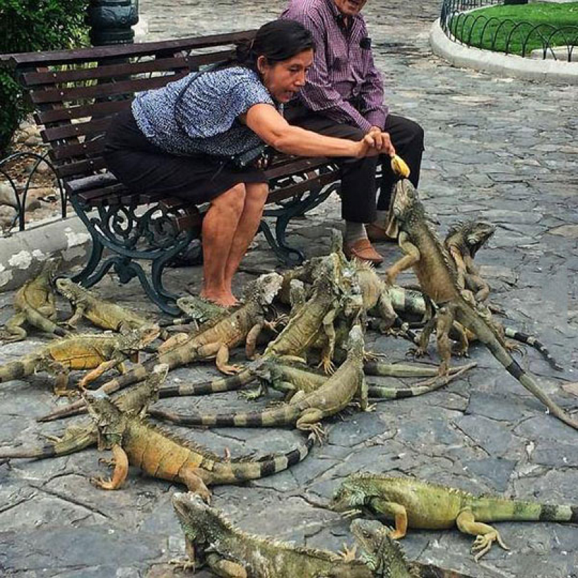They Are The Mesoamerican Pigeons