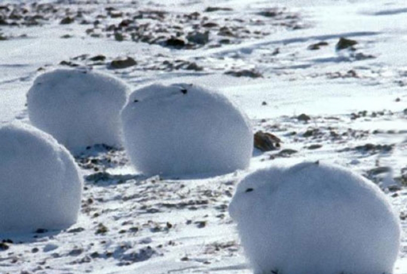 Arctic Bunnies