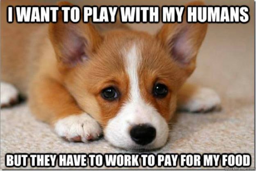                          FirstWorld dog problems                      