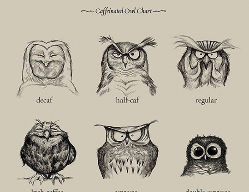 Students’s Guide To Coffee