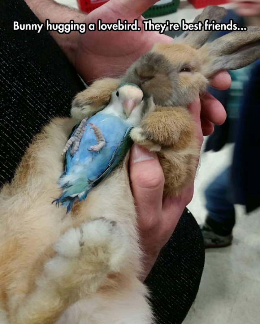 Bunny And Lovebird