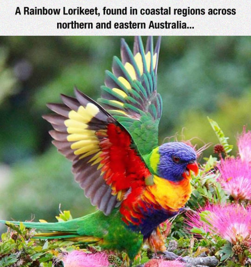 Colorful And Beautiful Creature