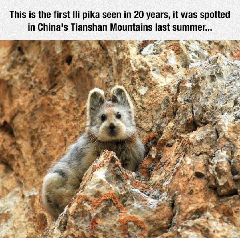 That Is A Fluffy Creature