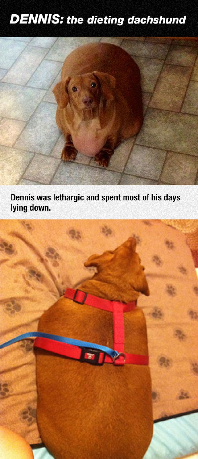 The Dieting Dog