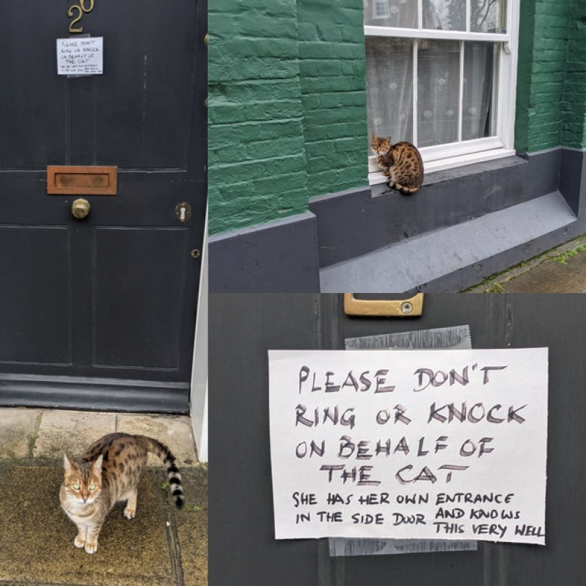 A cat who's owners are fed up