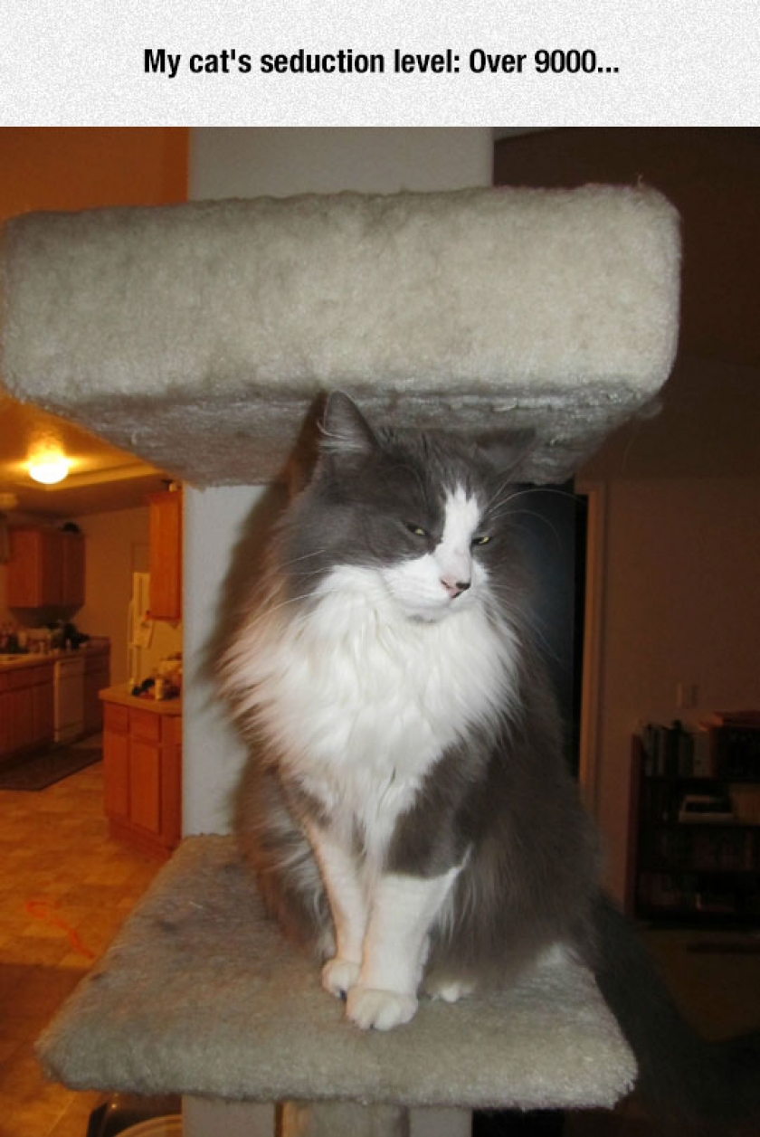 Very Seductive Cat