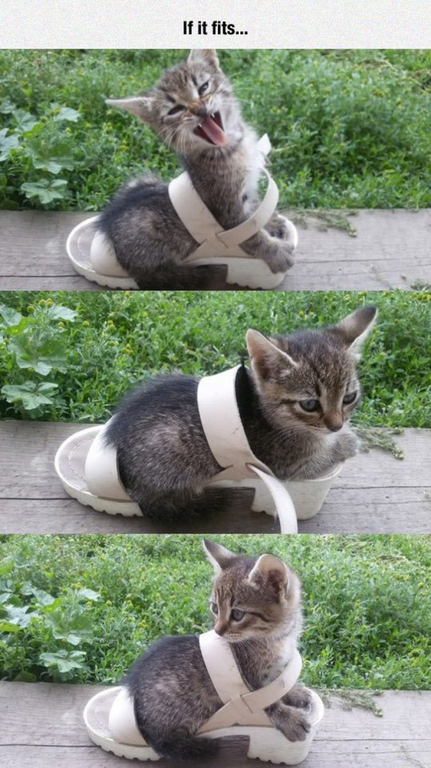 Kitty Fits In Shoe