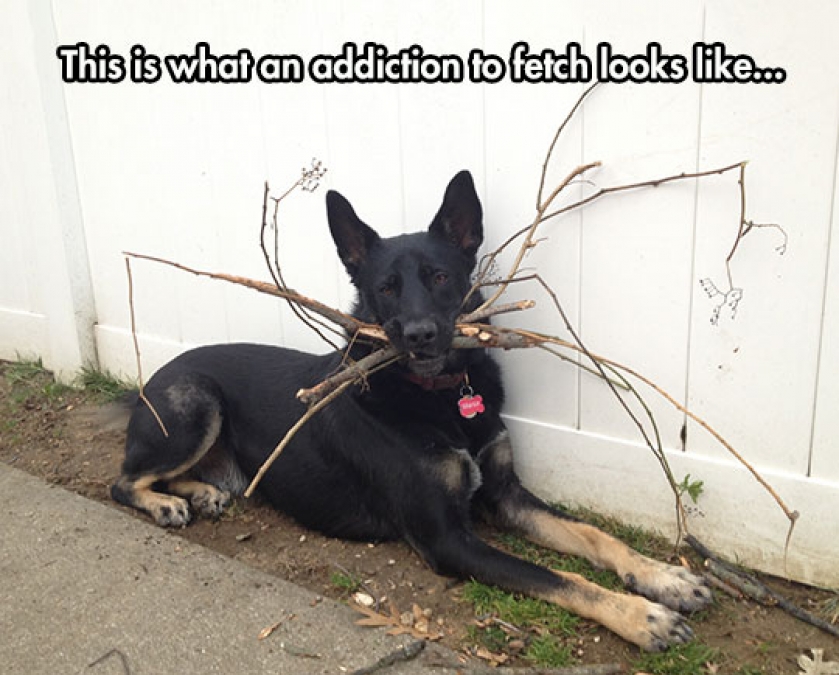 Addiction To Fetch