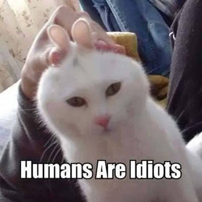                          Humans                      