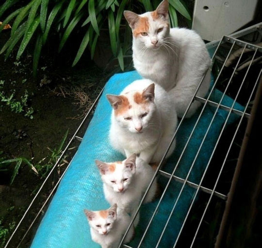 Matryoshka Kitties