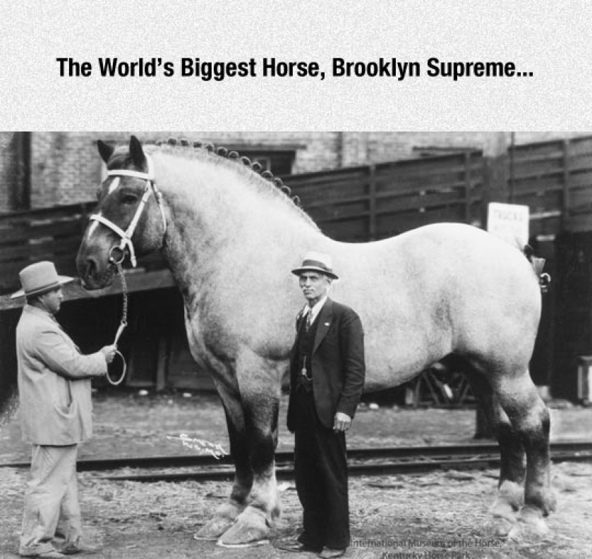 World’s Biggest Horse