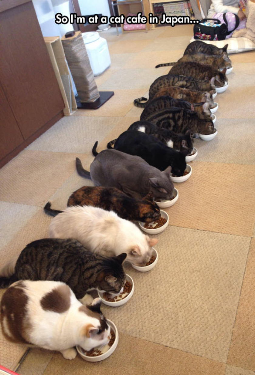 Kitty Cafe In Japan