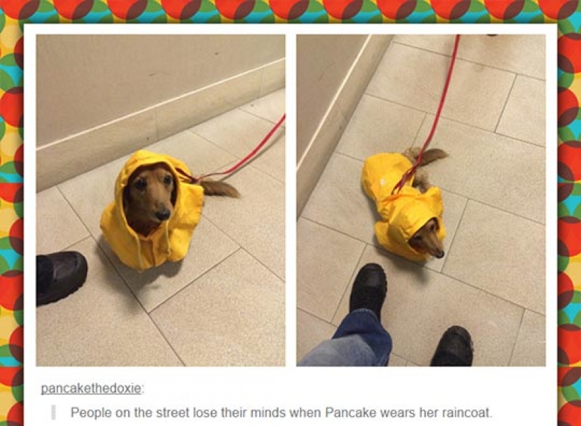 Pancake Has Awesome Style