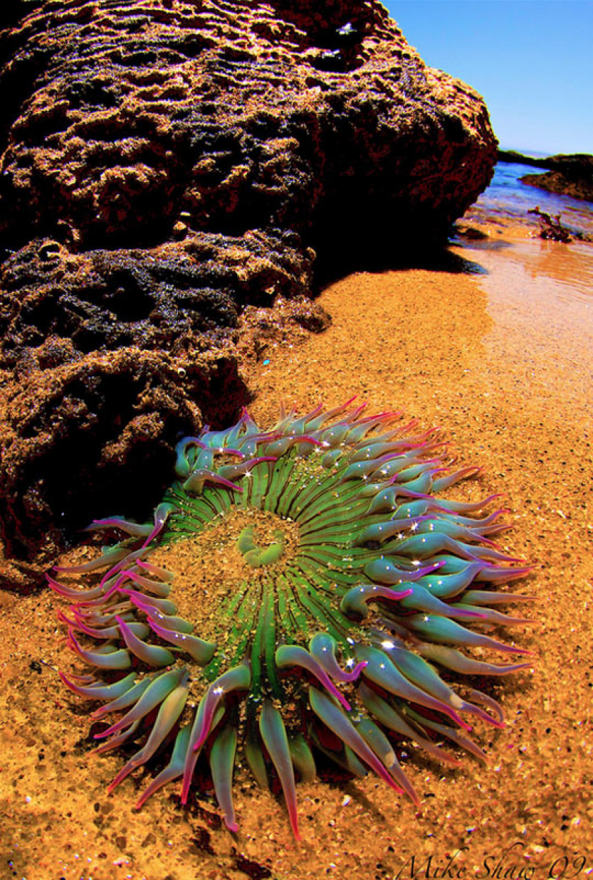 Gorgeous Anemone