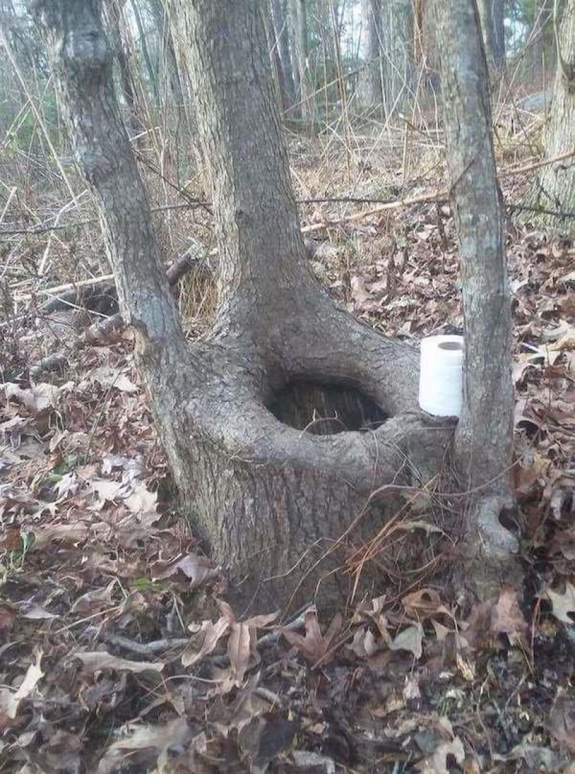 For the bear with high standards