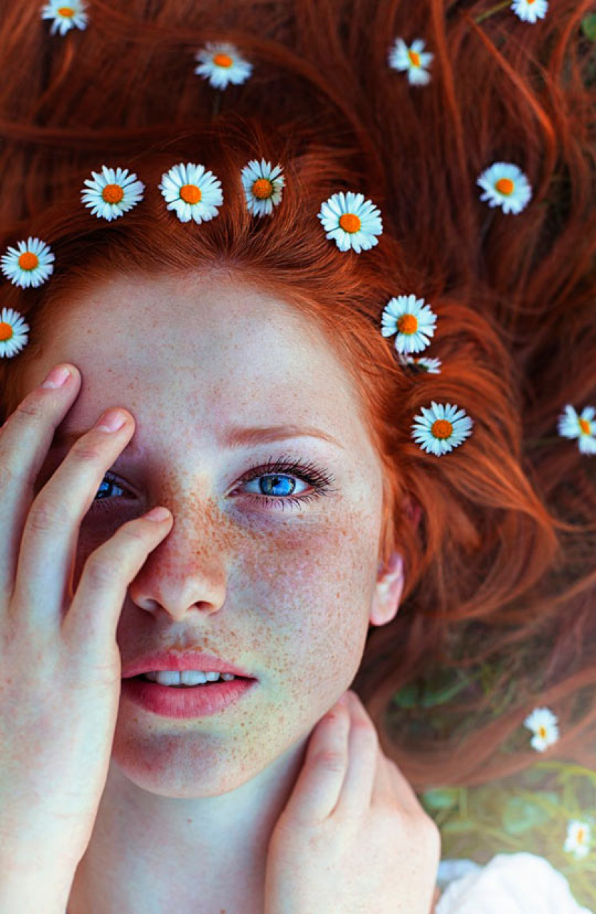 Red Daisies