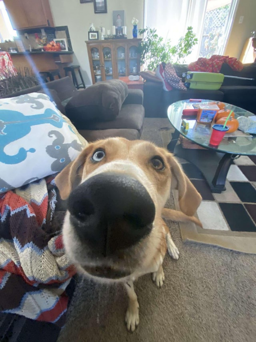 I used the wrong lens when taking a pic of my doggo
