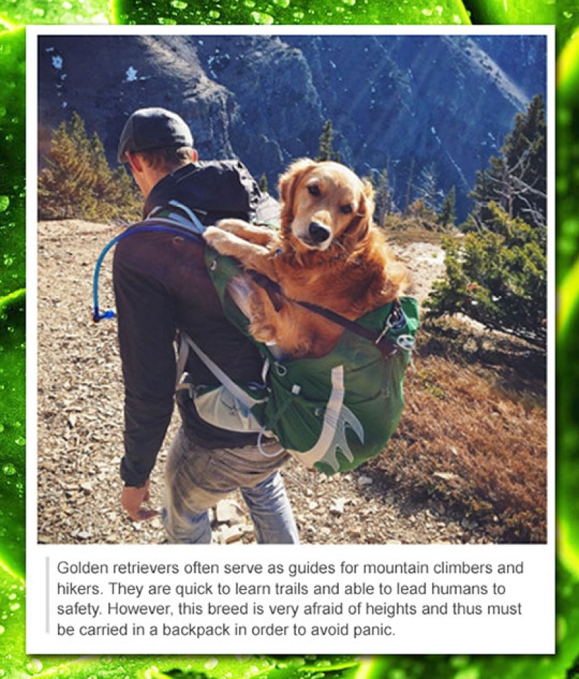 Golden Retrievers Are The Best