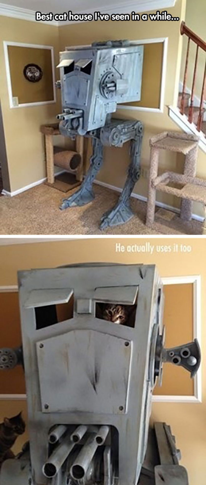 Cat House