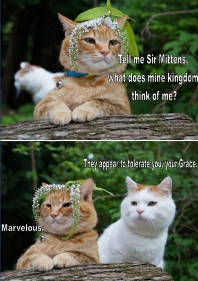 These Cats Crack Me Up Every Time