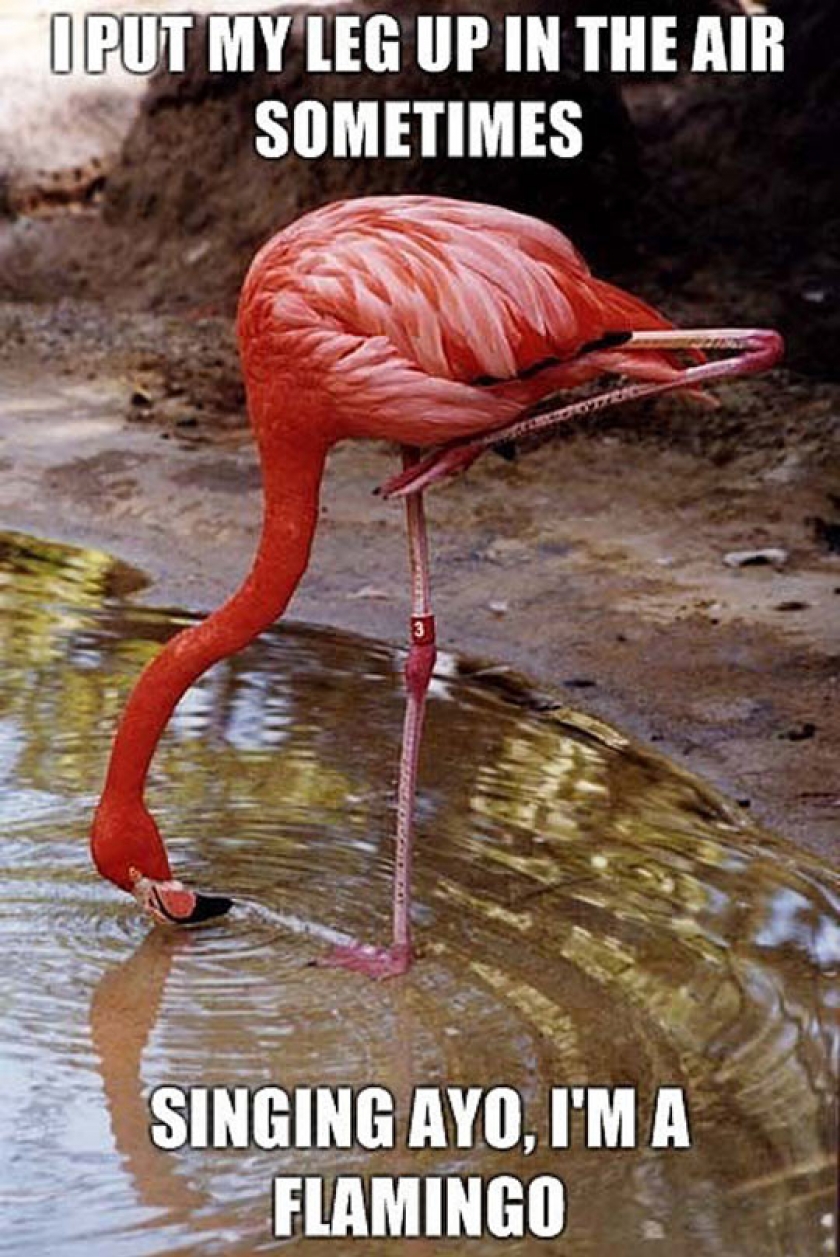 Singing Bird