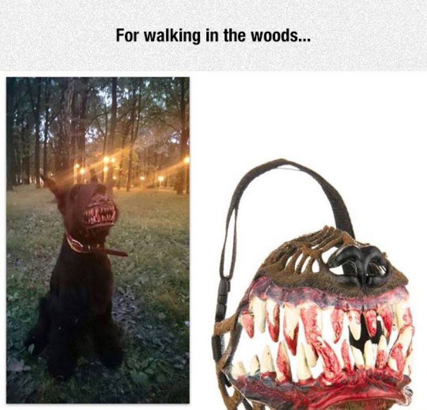 I Need This For My Dog