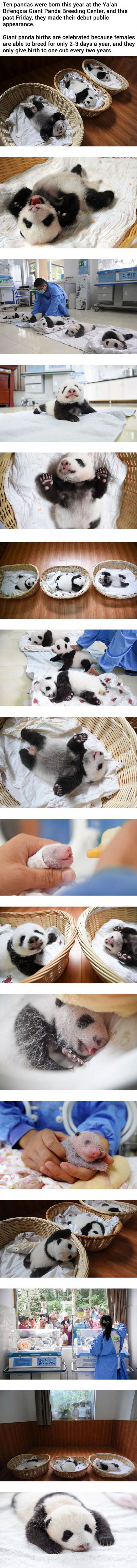 Meanwhile At The Chinese Panda Breeding Center