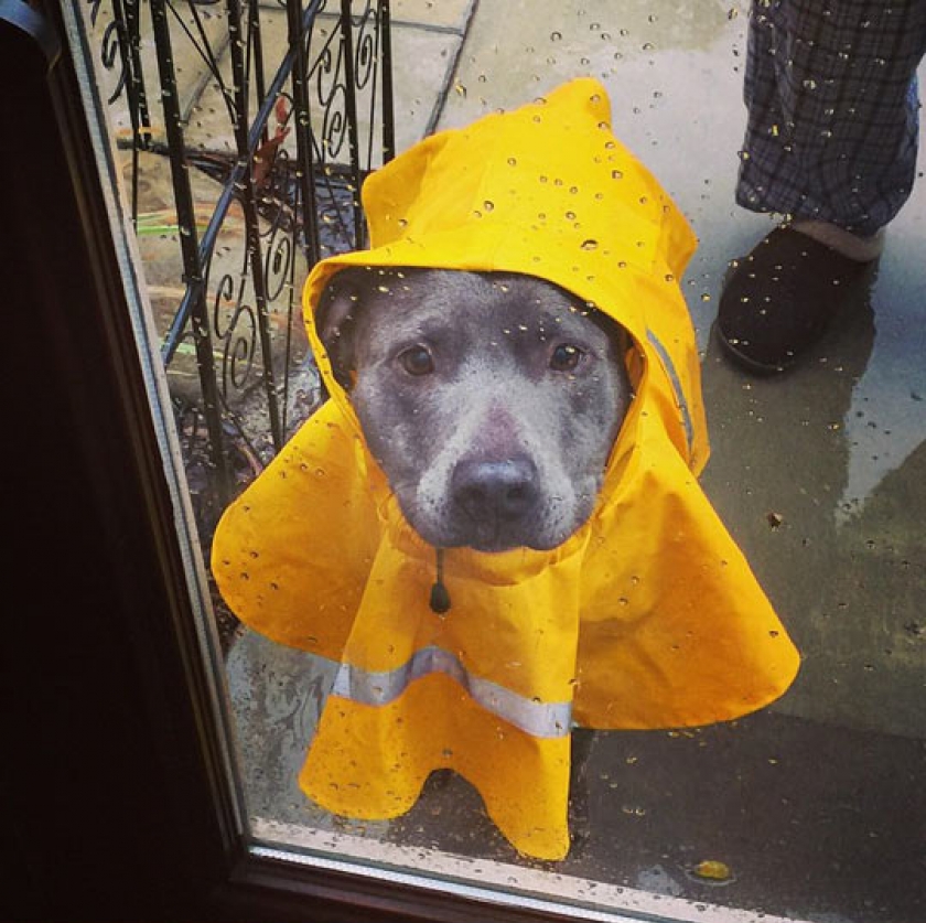 Let Me In Plz